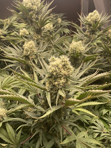 Growreport Bild 2