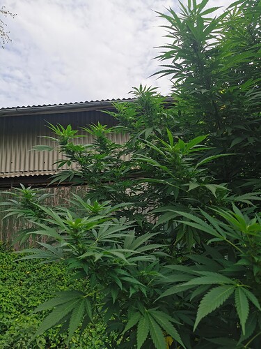 Growreport Bild 13
