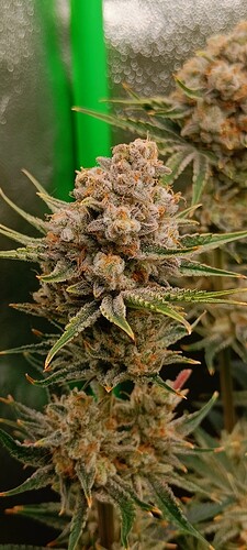 Growreport Bild 3