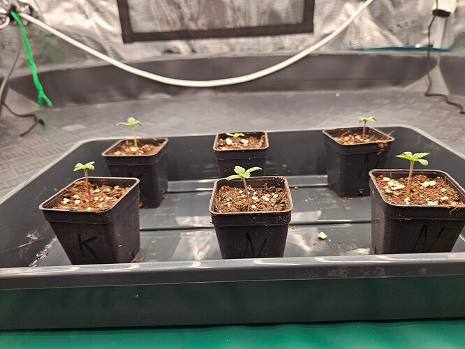 Growreport Bild 2