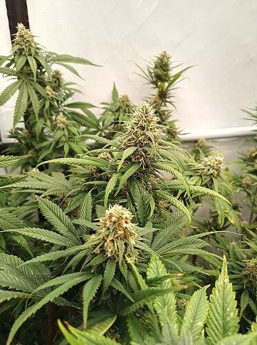 Growreport Bild 34