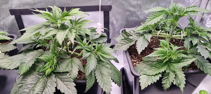 Growreport Bild 35