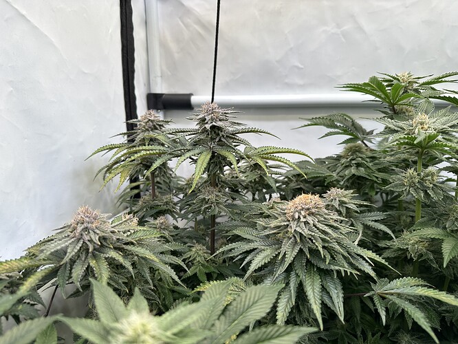 Growreport Bild 5