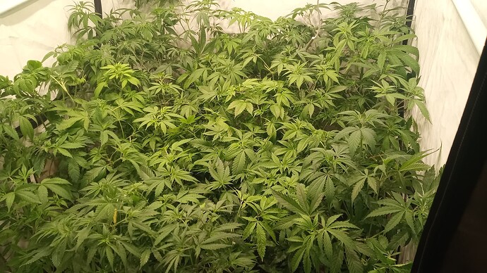 Growreport Bild 9