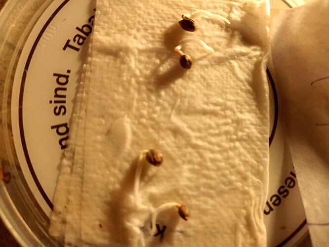 IMG_20240308_134200950