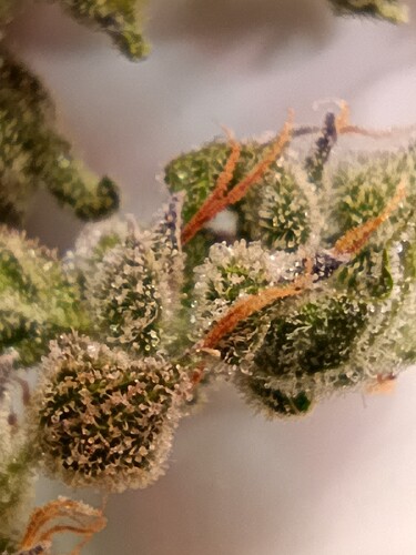 Growreport Bild 22