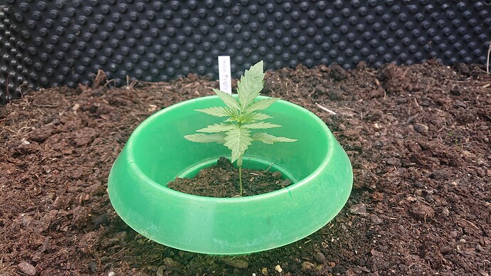 Growreport Bild 6