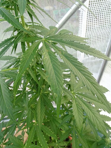 Growreport Bild 3