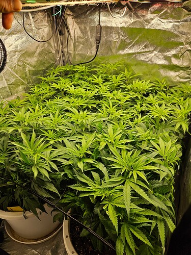 Growreport Bild 2