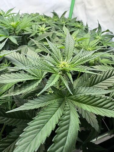 Growreport Bild 12