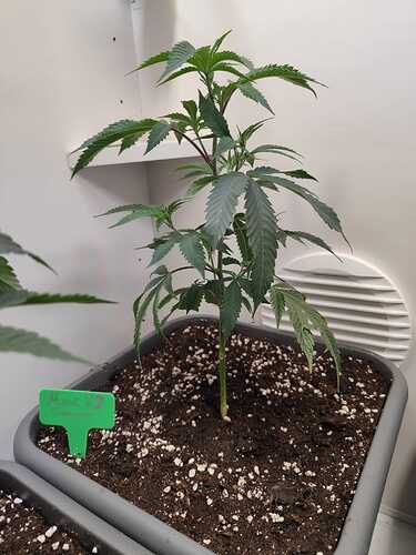 WhatsApp Image 2024-05-25 at 19.50.46