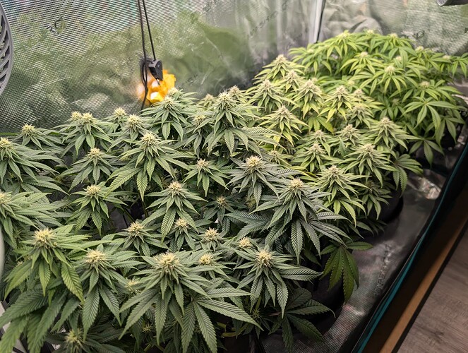 Growreport Bild 3