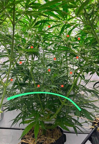Growreport Bild 17