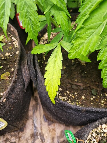 Eine junge Cannabispflanze in einem Vliesstofftopf mit gelblichen Blättern, die auf Nährstoffmangel hindeuten.