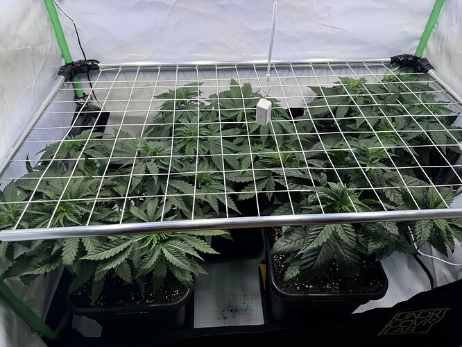 Growreport Bild 6