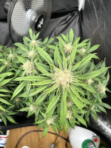 Growreport Bild 5