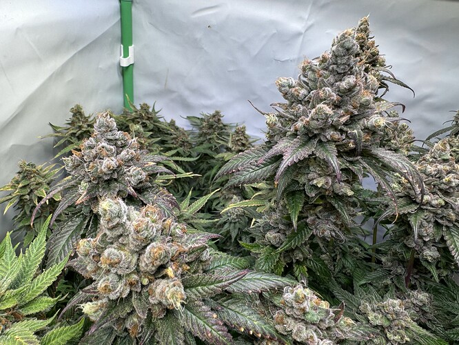 Growreport Bild 37
