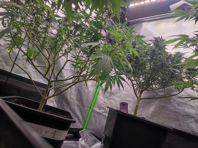 Growreport Bild 4