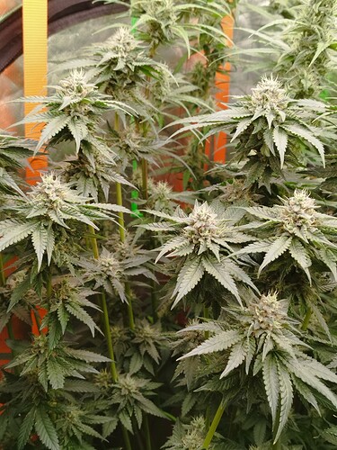 Mehrere blühende Cannabispflanzen mit dichten, harzigen Blütenständen und fächerförmigen Blättern.
