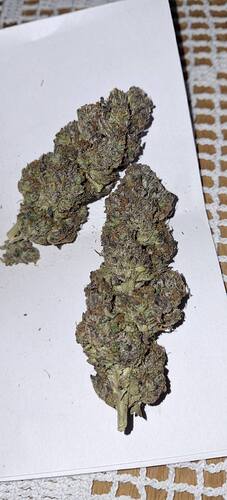 Growreport Bild 4