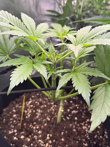 Growreport Bild 20