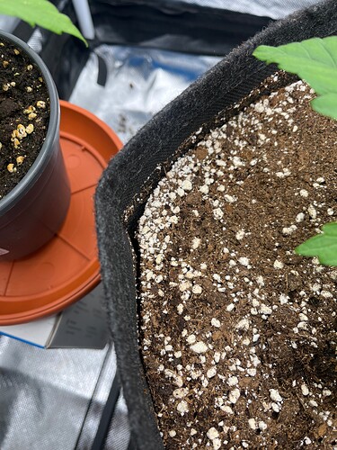 Growreport Bild 6