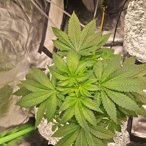 Eine junge Cannabispflanze mit mehreren breiten Blättern, die sich von oben nach außen erstrecken. Die Pflanze befindet sich in einem Zelt mit reflektierenden Wänden.