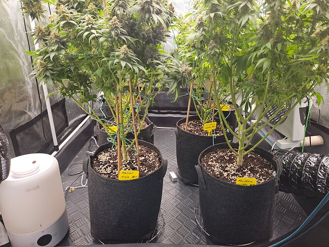 Growreport Bild 14