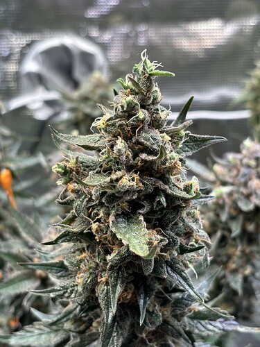 Growreport Bild 2