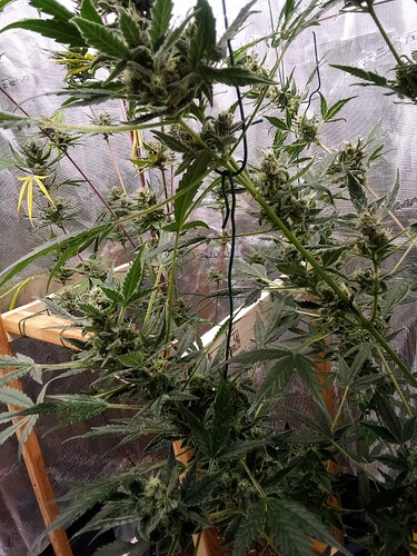 Growreport Bild 5