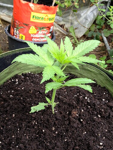 Growreport Bild 1