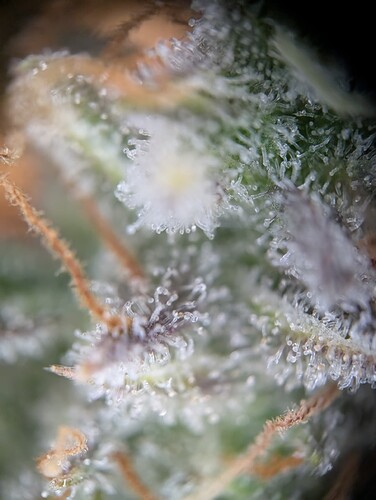 PXL_20241017_154917748