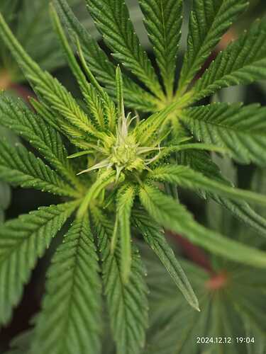 Growreport Bild 27