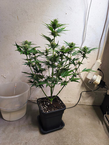 Growreport Bild 3