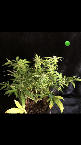 Growreport Bild 16