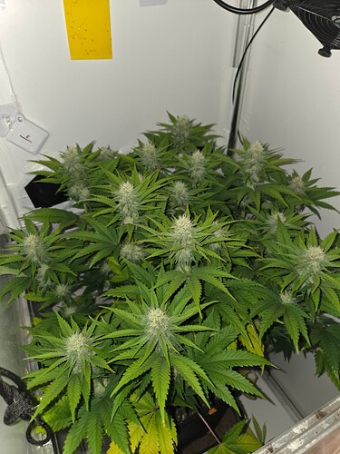 Growreport Bild 1