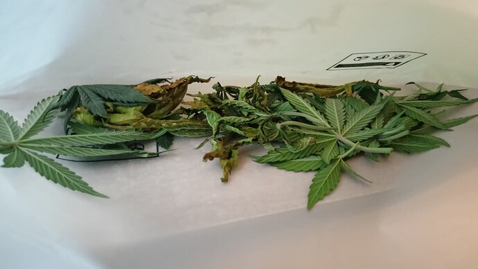 Growreport Bild 6