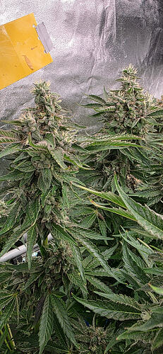 Growreport Bild 68