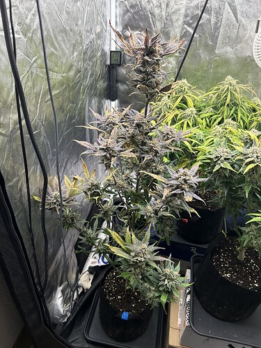 Growreport Bild 1