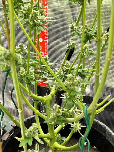 Nahaufnahme einer Cannabis-Pflanze in der späten Blütephase mit sichtbaren Popcorn-Buds und einem Messstab im Hintergrund.