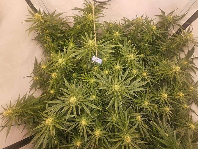 Growreport Bild 7