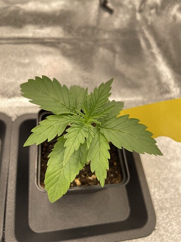 Growreport Bild 35