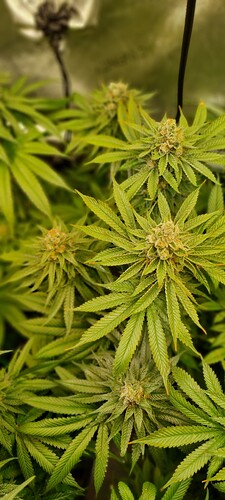 Growreport Bild 15