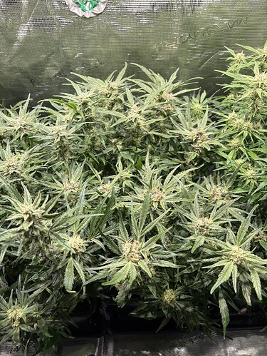 Growreport Bild 4