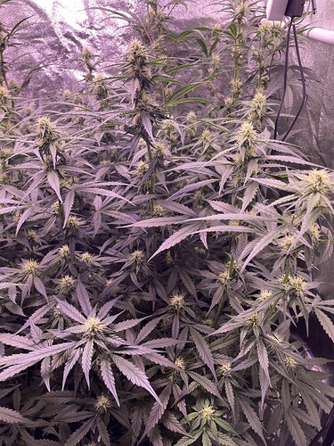 Growreport Bild 8