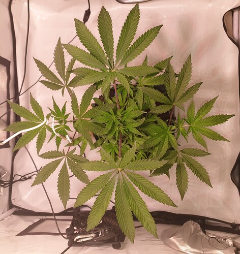 Growreport Bild 7