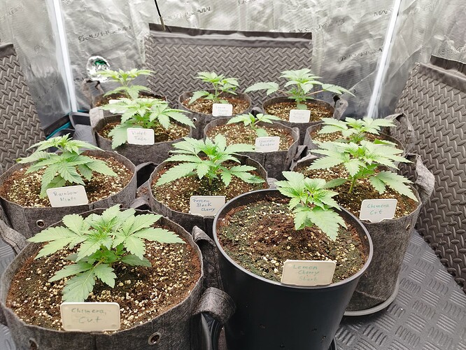 Growreport Bild 3