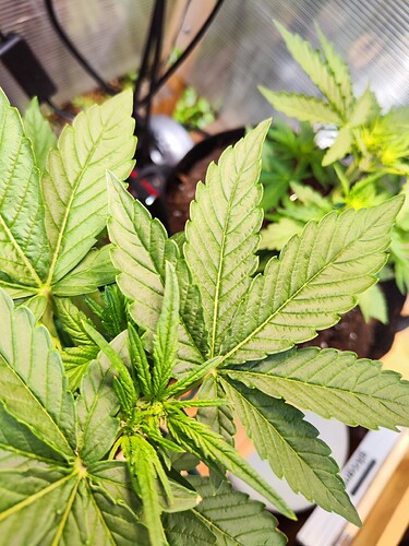Growreport Bild 32