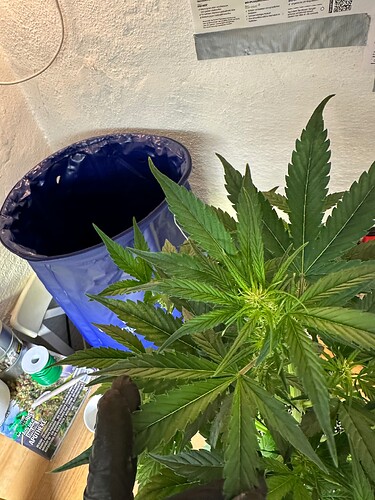 Growreport Bild 66