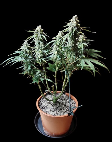 Growreport Bild 7